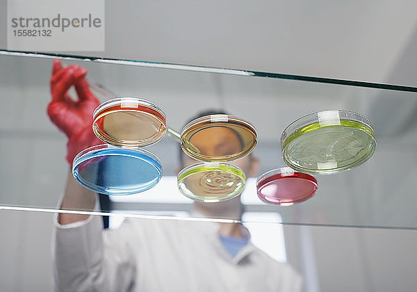 Laborantin mit Petrischalen