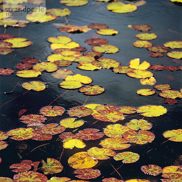 Deutschland  Blick auf Seerosenblätter  die im Herbst auf dem Wasser schwimmen