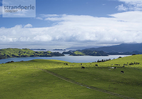 Neuseeland  Nordinsel  Blick auf die Koromandel-Halbinsel