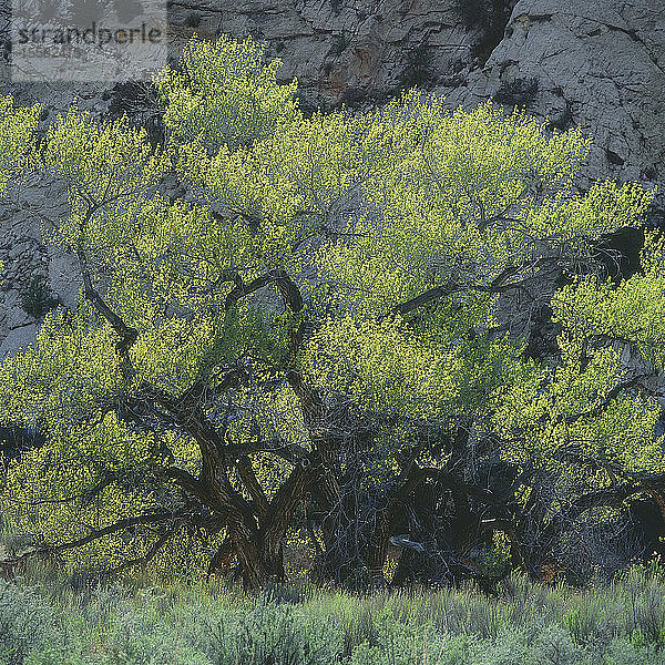 USA  Arizona  Blick auf Laubbaum am Berghang