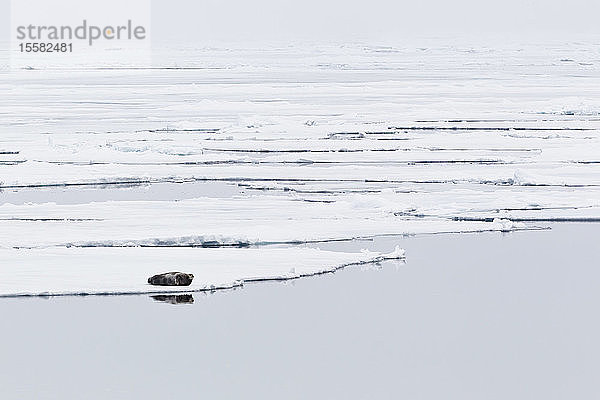 Europa  Norwegen  Spitzbergen  Svalbard  Ansicht einer auf Treibeis liegenden Bartrobben