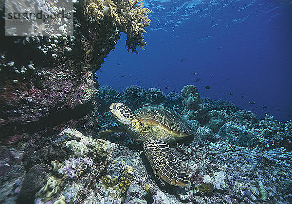 Meeresschildkröte am Korallenriff