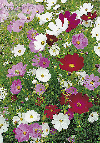 Hintergrund der blühenden Blumen  Nahaufnahme