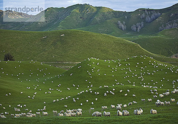 Neuseeland  Schafherde auf der Coromandel-Halbinsel