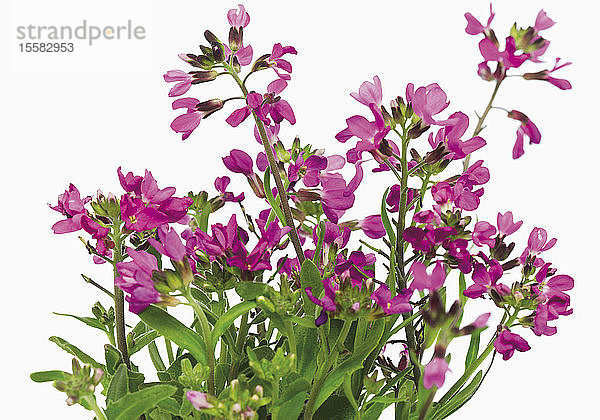 Violette Blumen  Nahaufnahme