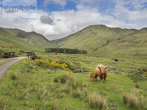 Hochlandrinder  die auf Grasland vor bewölktem Himmel stehen  Schottland  UK