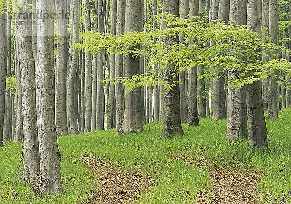Österreich  Blick auf den Wald im Frühling