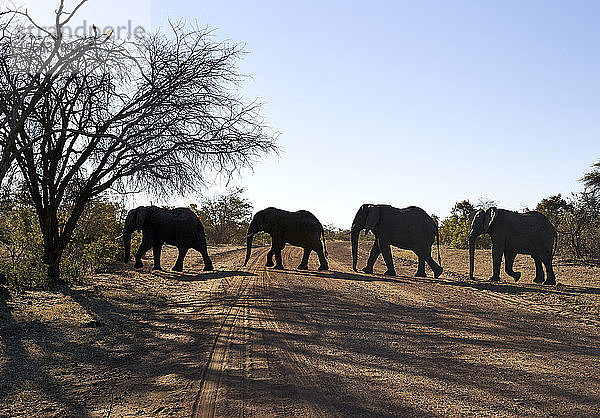 Elefanten überqueren unbefestigte Straße bei klarem Himmel im Bwabwata-Nationalpark  Namibia