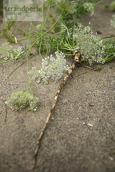 Blüten und Wurzel der Wilden Möhre  Daucus carota subsp. carota