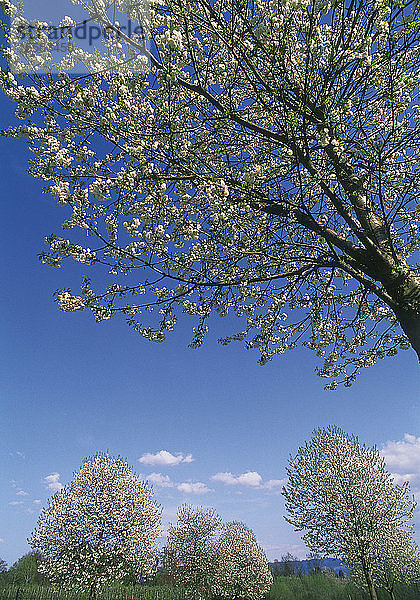 Österreich  Ansicht des blühenden Baumes