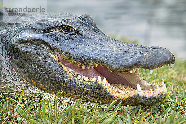 USA  Florida  Alligator  Nahaufnahme
