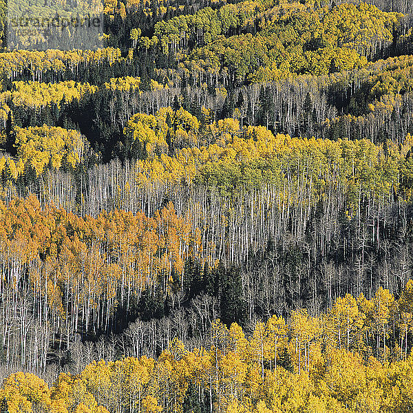 USA  Colorado  Ansicht eines Birkenwaldes im Herbst