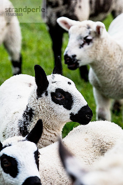 Kleine Herde von Kerry-Hill-Schafen auf einem Bauernhof.