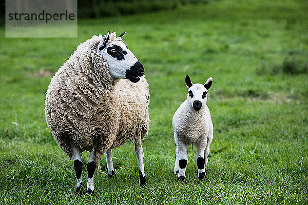 Kerry-Hill-Schafe und -Lämmer auf einer Weide auf einem Bauernhof.