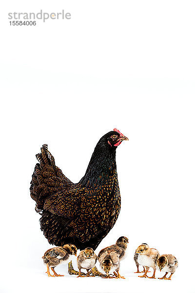 Braune Henne mit kleiner Kükengruppe auf weißem Hintergrund