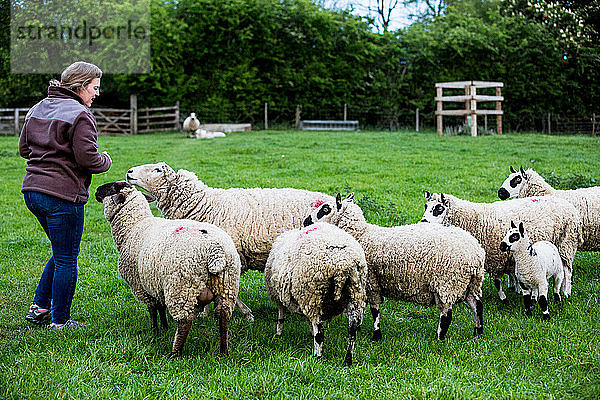 Frau füttert Kerry-Hill-Schafe auf einer landwirtschaftlichen Weide.