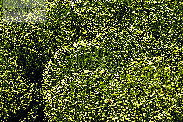 Hochwinkel-Nahaufnahme eines Blumenfeldes mit winzigen gelben Blüten.