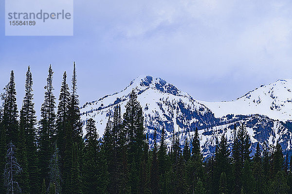 Schneebedeckte Berge hinter Wald im Grand Teton National Park  USA