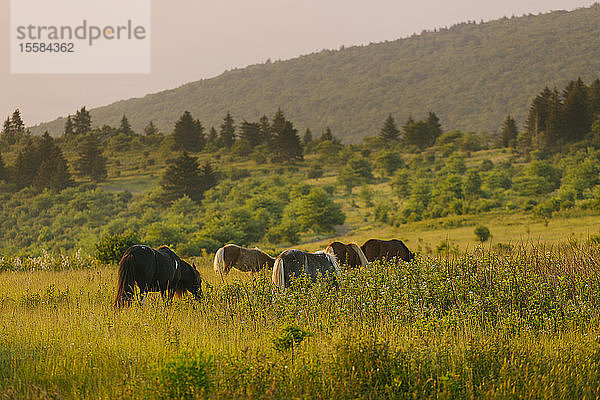 Wilde Ponys grasen in der Mount Rogers National Recreation Area  USA
