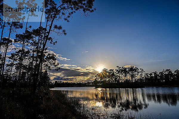 Bäume am Fluss bei Sonnenuntergang im Everglades National Park  Florida  USA
