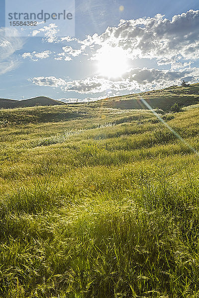 Sonnenstrahlen über grüner Wiese