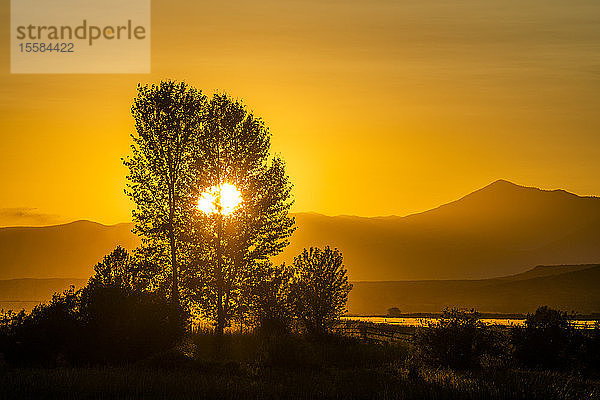 Silhouetten von Bäumen bei Sonnenuntergang in Picabo  Idaho  USA