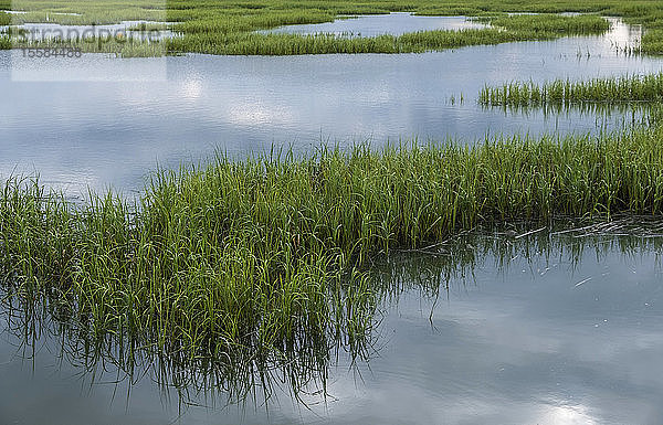 Gras im Teich