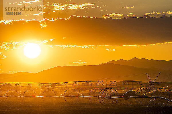 Bewässerung eines Feldes bei Sonnenuntergang in Picabo  Idaho  USA