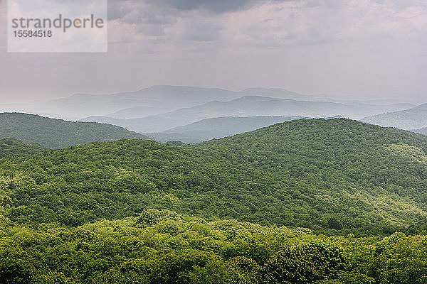 Grüner Wald in der Mount Rogers National Recreation Area  USA