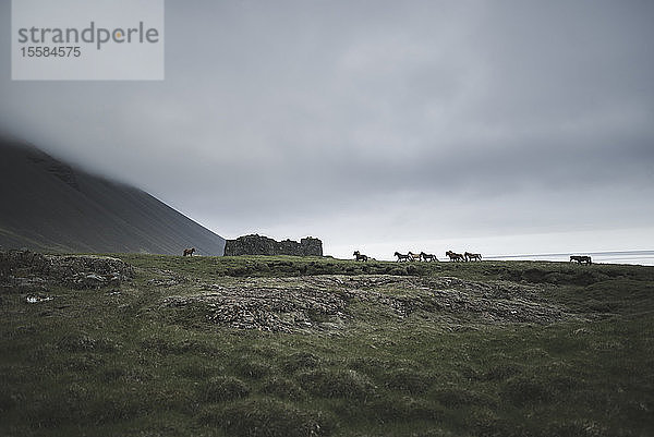 Pferde bei Ruinen in Island