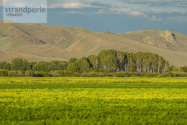 Feld zwischen Bäumen und Hügeln in Picabo  Idaho  USA