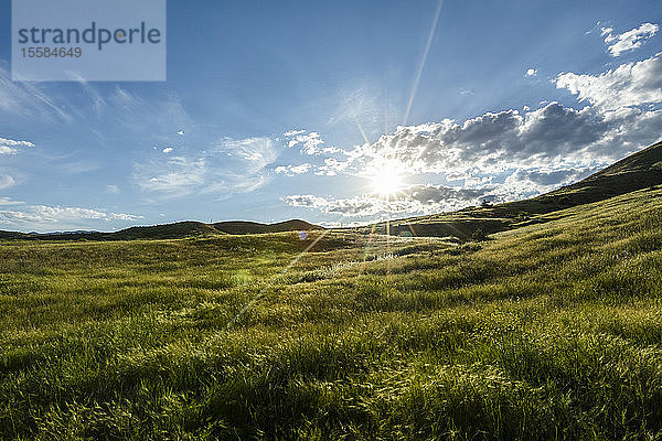 Sonnenstrahlen über grüner Wiese