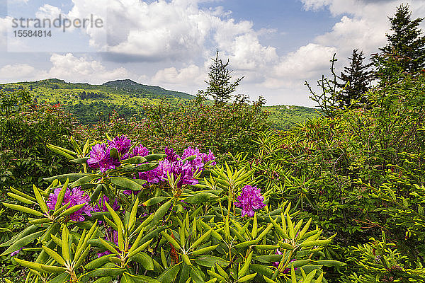 Lila Blumen im Grayson Highlands State Park  USA