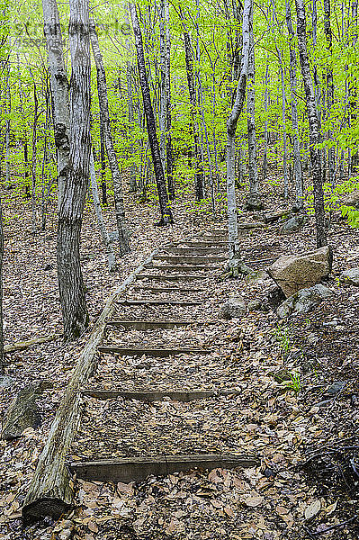 Pfad durch den Wald