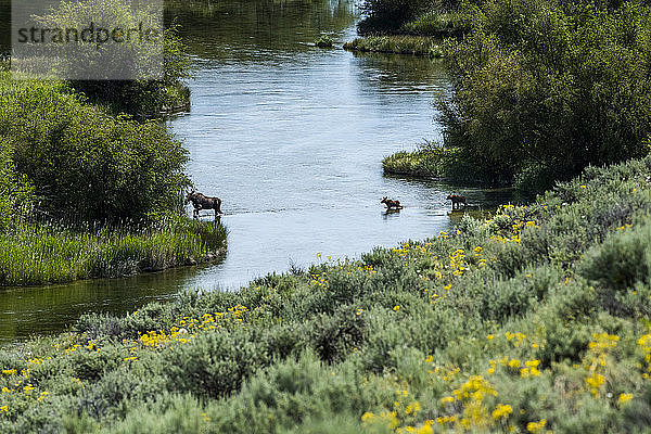Elch beim Überqueren des Flusses in Picabo  Idaho  USA