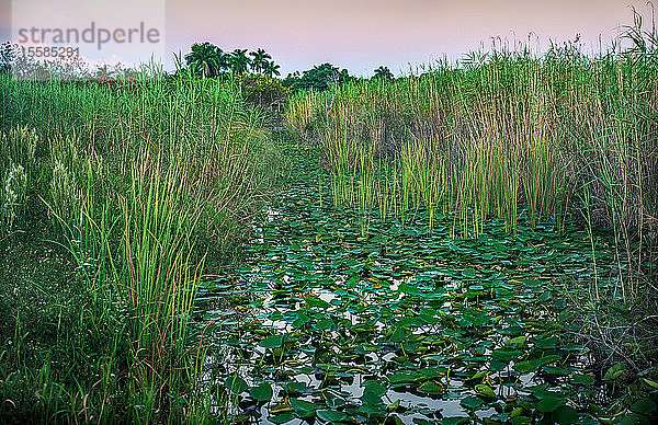 Grünpflanzen im Sumpf im Everglades-Nationalpark  Florida  USA