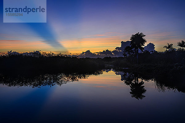 Bäume am Fluss bei Sonnenuntergang im Everglades National Park  Florida  USA