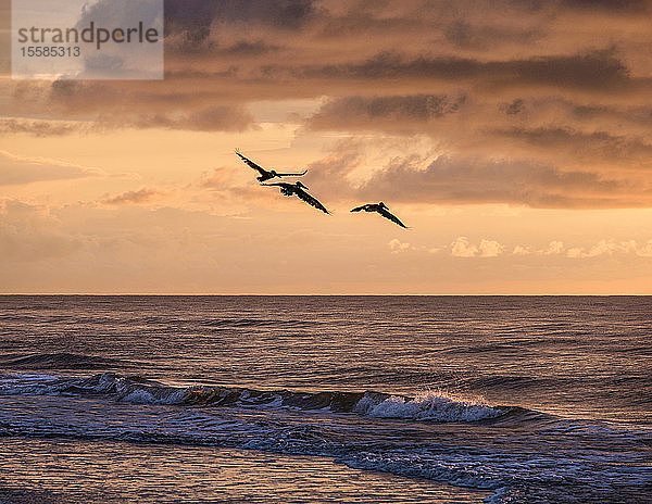 Silhouetten von Vögeln fliegen über Meer bei Sonnenuntergang