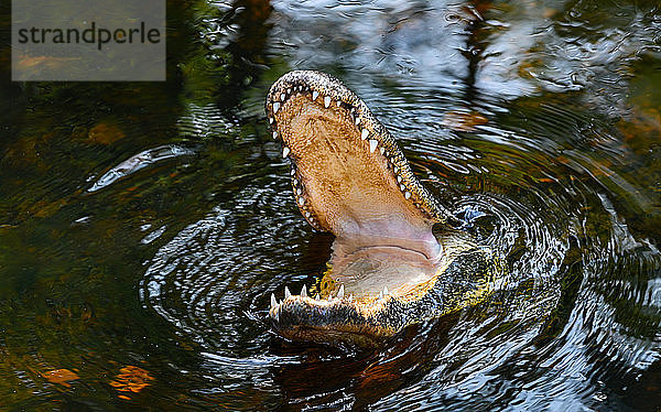 Alligator  der mit offenem Maul im Everglades National Park  Florida  USA  bricht