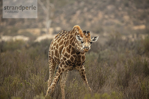 Neugieriges Giraffenkalb verbeugt sich im Naturschutzgebiet  Touws River  Westkap  Südafrika