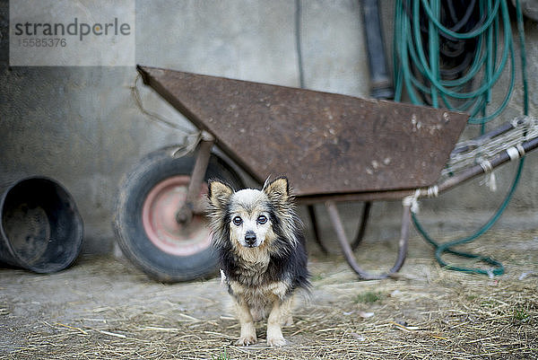 Hund auf einer Ranch  Kanada