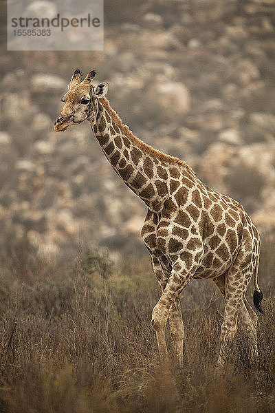 Giraffenkalb im Naturschutzgebiet  Touws River  Westkap  Südafrika