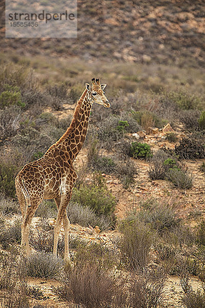 Giraffenkalb im Naturschutzgebiet  Touws River  Westkap  Südafrika