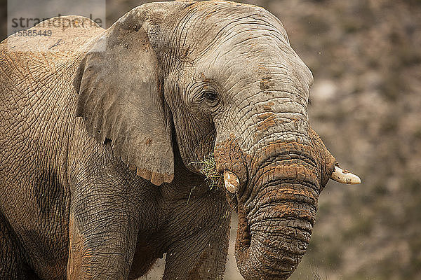 Elefant im Naturschutzgebiet  Touws River  Westkap  Südafrika