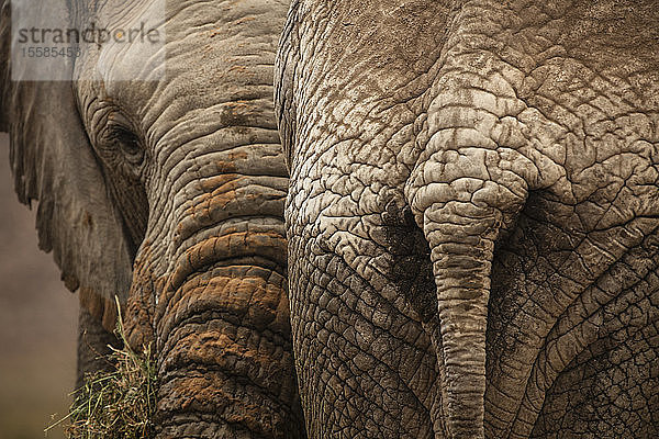 Elefanten im Naturschutzgebiet  Touws River  Westkap  Südafrika