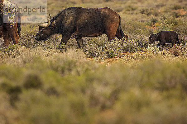 Büffel und Kälber weiden im Naturschutzgebiet  Touws River  Westkap  Südafrika