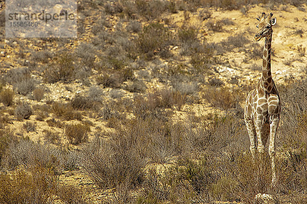 Giraffenkalb im Naturschutzgebiet  Touws River  Westkap  Südafrika