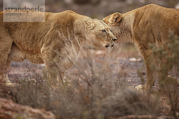Bindung zweier Löwen im Naturschutzgebiet  Touws River  Western Cape  Südafrika