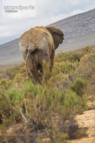 Rückblick auf einen Elefanten im Naturschutzgebiet  Touws River  Westkap  Südafrika