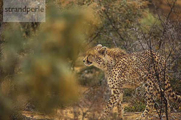 Gepard im Gebüsch  Fluss Touws  Westkap  Südafrika